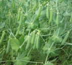 Scientists using x-rays to improve fertiliser uptake