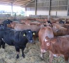 North West farmers warned of liver fluke threat