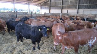 North/South steer price gap ‘noticibly wider’ than last year – LMC