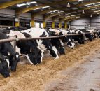 Does the dairy industry need EU supports? 