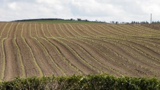 DAERA backs calls for 3-crop rule derogation