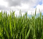 Winter crops strongly advanced in most of Europe due to the mild winter