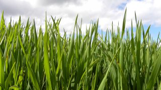 Winter crops strongly advanced in most of Europe due to the mild winter
