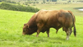 Neglect reliable sires at your peril this breeding season