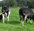 US cuts its dairy export growth projections by half, blames aggressive EU production