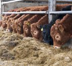 Latest UK cattle herd statistics confirm tighter supplies in 2015