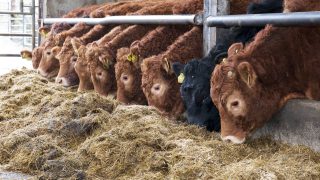 Latest UK cattle herd statistics confirm tighter supplies in 2015