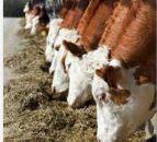 'Homemade TMR can lead to considerable cost savings'