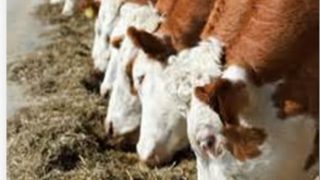 ‘Homemade TMR can lead to considerable cost savings’