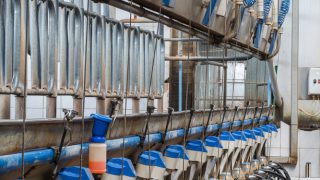 New sharemilkers set to be hit hardest by Fonterra milk price cut