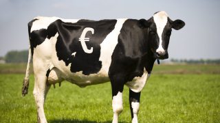 Analysis: What does latest Global Dairy Trade mean for milk prices?
