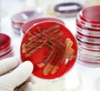 Poll: Should cloning for food be banned - MEPs vote that it should be