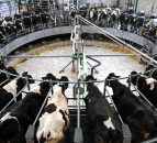 Know your dairy products: Dairy Carbohydrate – Lactose