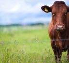 A case of BSE has been identified in Wales