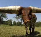 Shortest bull in the world lives in Co. Antrim Guinness Records show