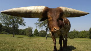 Quiz: How well do you know world farming records?