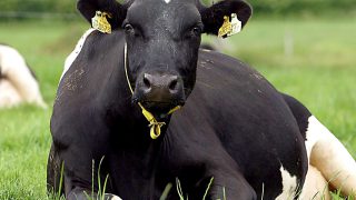 Milk Quota Abolition – 100 Days to go!