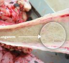 'Lungworm one of the most important respiratory diseases'