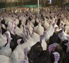 Sale of UK poultry giant dismissed by owners, amid buyout speculation