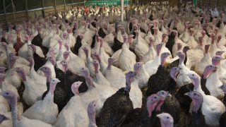 Turkey has a strong future within the Irish poultry meat sector