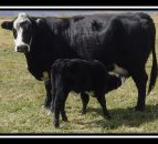 The influence of cattle breeds in the US beef system