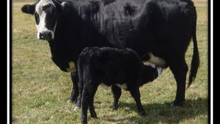 The influence of cattle breeds in the US beef system
