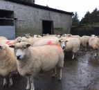 Maedi Visna on the rise in Scottish sheep flocks