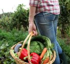 The steps involved in converting to organic farming
