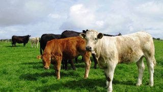 The correct place for beef in the climate change debate is essential