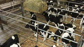 ‘Respiratory problems on the rise within calf rearing units’