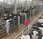 'Significant adjustments' likely in Australian cattle herd