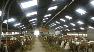 Why some European dairy farmers want supply control in times of crisis