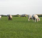 Sheep farmers reminded to return census form
