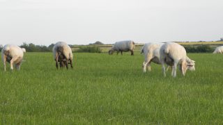 Sheep farmers reminded to return census form