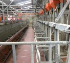 Dairy farmers encouraged to manage production in February and March