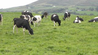 Are international milk prices beginning to stabilise?