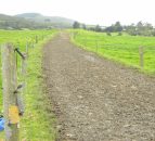 How far can dairy cows walk?