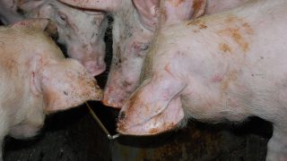 Hogan acknowledges problems in pigmeat sector