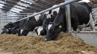 How to boost dry cow immunity levels in an effective manner – Alltech