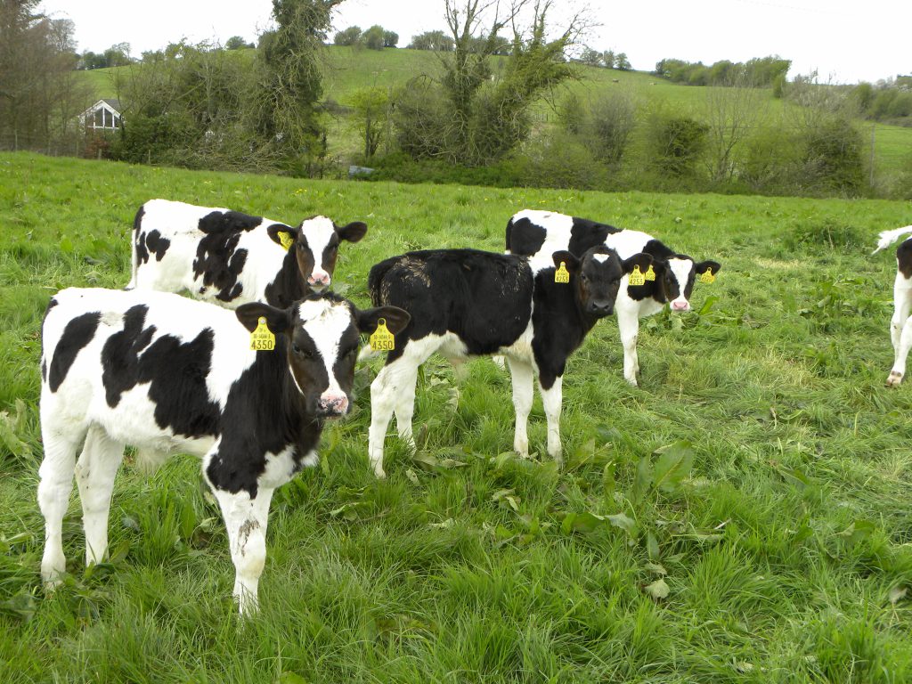 calves