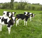 Why more and more farmers are choosing to vaccinate for scour
