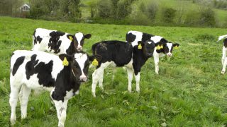Why more and more farmers are choosing to vaccinate for scour