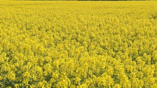 EU rapeseed acreage significantly down