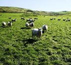 Fall in dependence on UK and France for sheepmeat exports