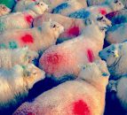 Wool prices in the balance for 2015