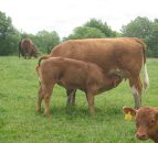 'Too many suckler calves are under fed and not reaching their growth potential'
