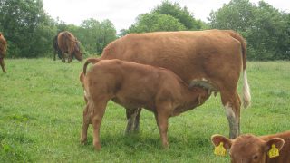 ‘Too many suckler calves are under fed and not reaching their growth potential’