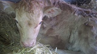 Be prepared for calving – key advice