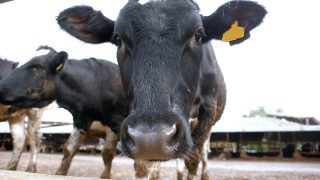 Slowdown in Kiwi dairy output growth forecast
