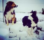 BVA issues pet safety warning after temperatures plunge